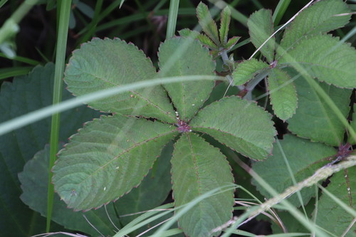 Cyphostemma lanigerum