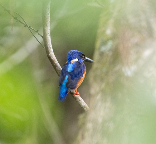 Shining-blue Kingfisher (Alcedo quadribrachys), photo 2