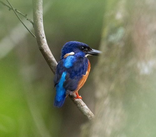 Shining-blue Kingfisher (Alcedo quadribrachys), photo 4