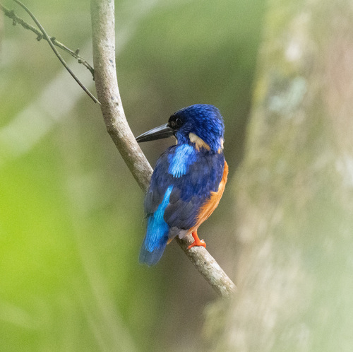 Shining-blue Kingfisher (Alcedo quadribrachys), photo 6