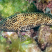 Honeycomb Grouper - Photo (c) David R, some rights reserved (CC BY-NC), uploaded by David R