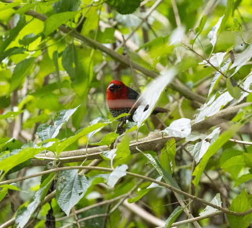 Red-headed Bluebill (Spermophaga ruficapilla), photo 2