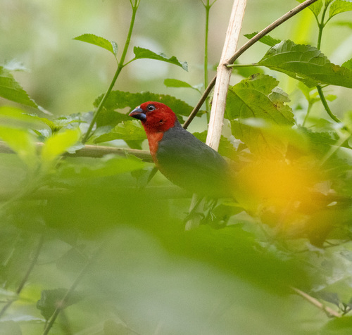 Red-headed Bluebill (Spermophaga ruficapilla), photo 6