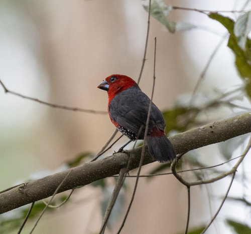 Red-headed Bluebill (Spermophaga ruficapilla), photo 5