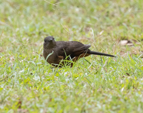 White-tailed Ant Thrush (Neocossyphus poensis), photo 2
