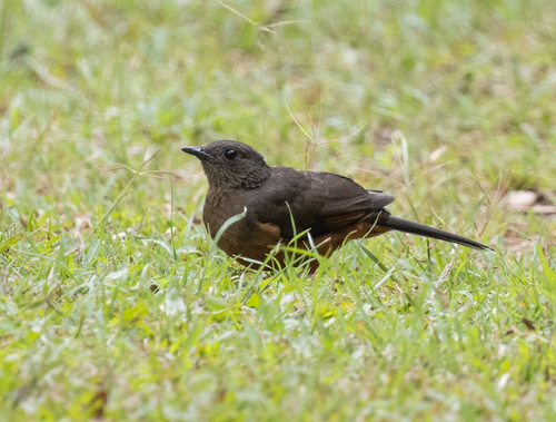 White-tailed Ant Thrush (Neocossyphus poensis), photo 6