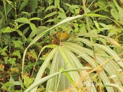 Liocichla steerii