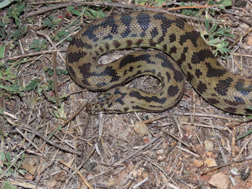 Cape York Spotted Python sighting