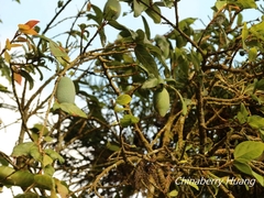 Ficus pumila awkeotsang