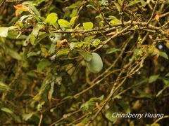 Ficus pumila awkeotsang
