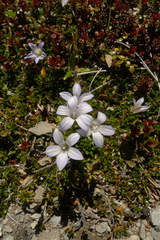 Wahlenbergia pygmaea pygmaea