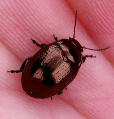 Chrysolina oricalcia