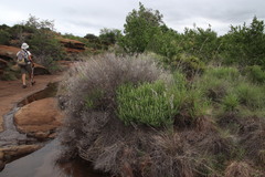 Ocimum angustifolium
