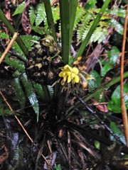 Molineria capitulata