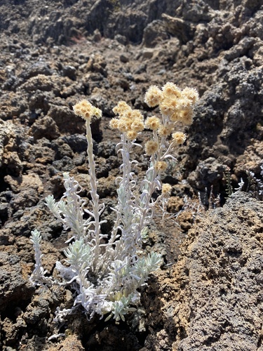 Pseudognaphalium sandwicensium observed 2025-11-16