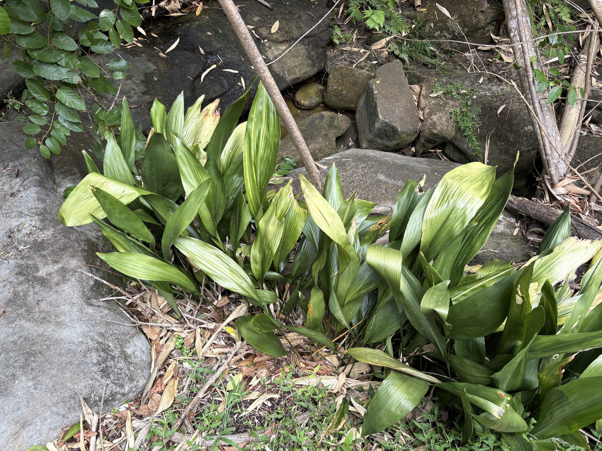 Cast-Iron Plant (Aspidistra elatior)