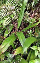 Molineria capitulata