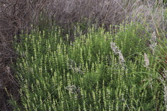 Ocimum angustifolium