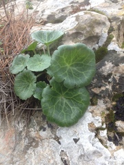 Umbilicus intermedius