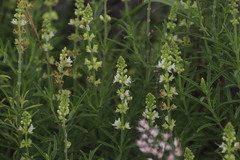 Ocimum angustifolium