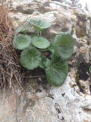 Umbilicus intermedius