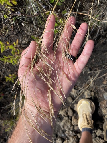 Deschampsia nubigena observed 2025-11-16
