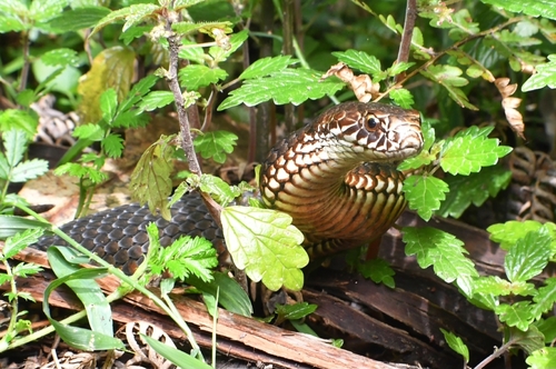 Highlands Copperhead sighting