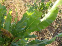 Lophira lanceolata image