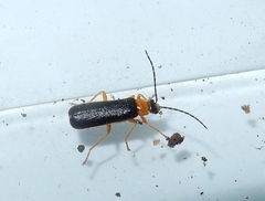 Rhagonycha hirticula