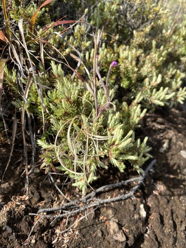 Epilobium billardierianum observed 2025-11-16