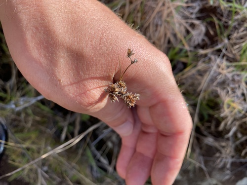 Luzula hawaiiensis observed 2025-11-16