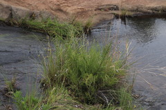 Xyris capensis