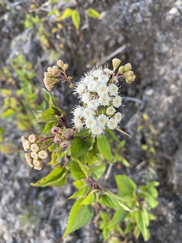 Ageratina adenophora observed 2025-11-16