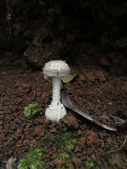 Amanita austrostraminea