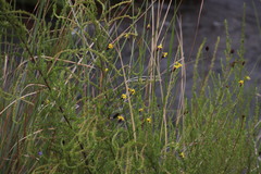 Xyris capensis