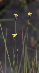 Xyris capensis