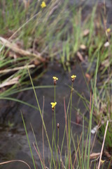 Xyris capensis