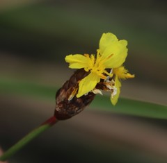 Xyris capensis