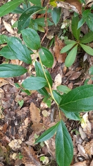 Gaultheria fragrantissima