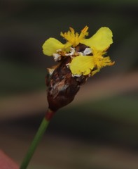Xyris capensis