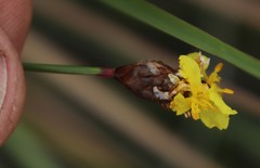 Xyris capensis