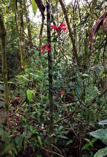 Foto de Planta-batom