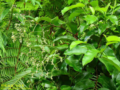Schumacheria castaneifolia