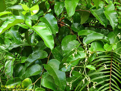 Schumacheria castaneifolia