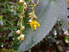 Schumacheria castaneifolia
