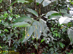 Schumacheria castaneifolia