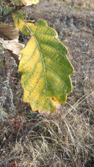 Quercus griffithii
