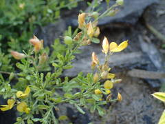 Crotalaria hyssopifolia