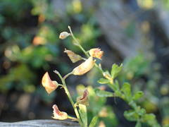 Crotalaria hyssopifolia