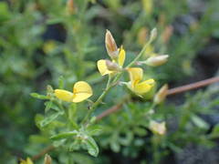 Crotalaria hyssopifolia